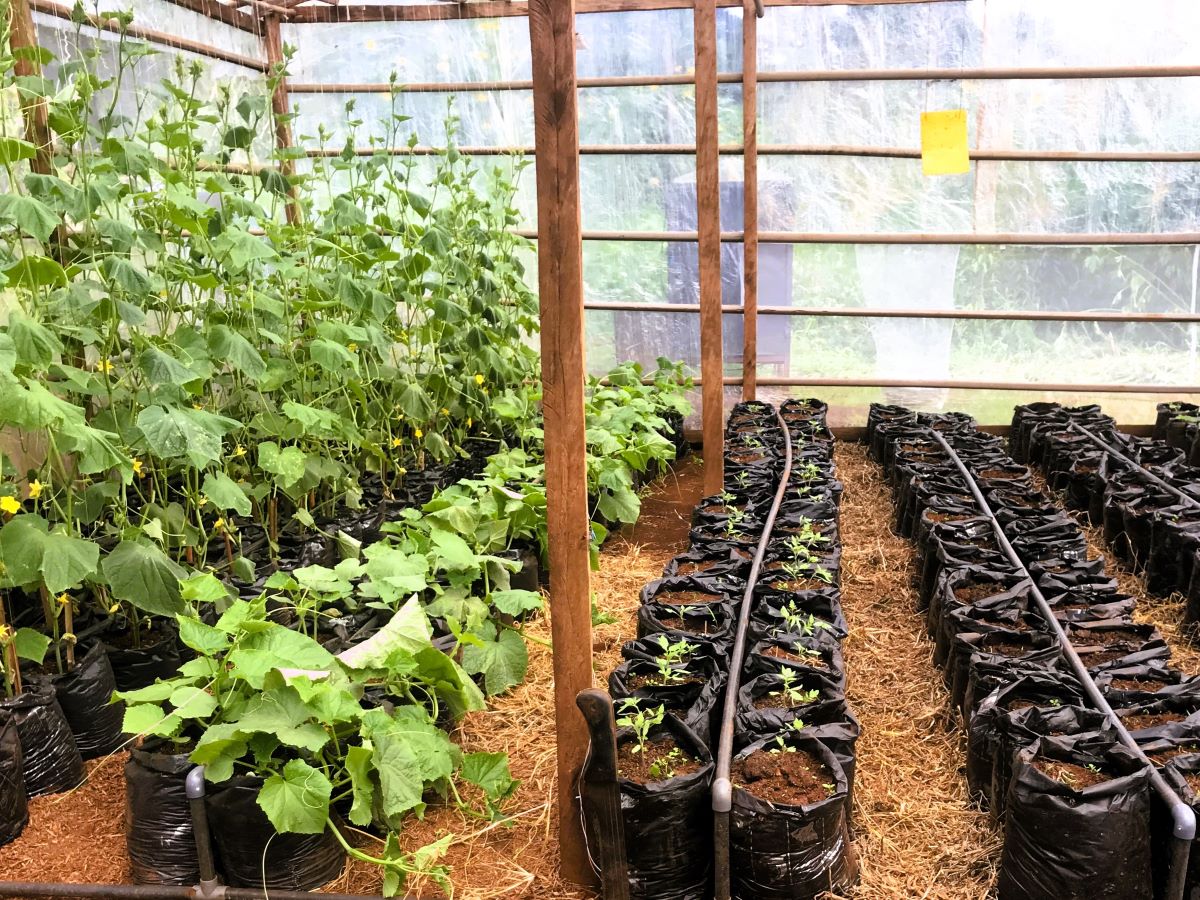 Greenhouse nursery for sweet potatoes