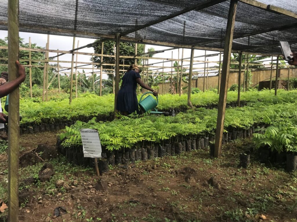 View of seedlings growing in the Bakingili multipurpose nursery