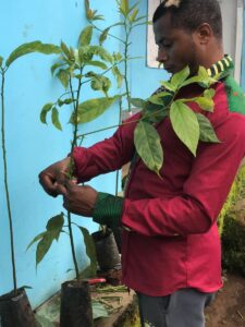A man in a red shirt holds a small tree that is growing in a black plastic pot.