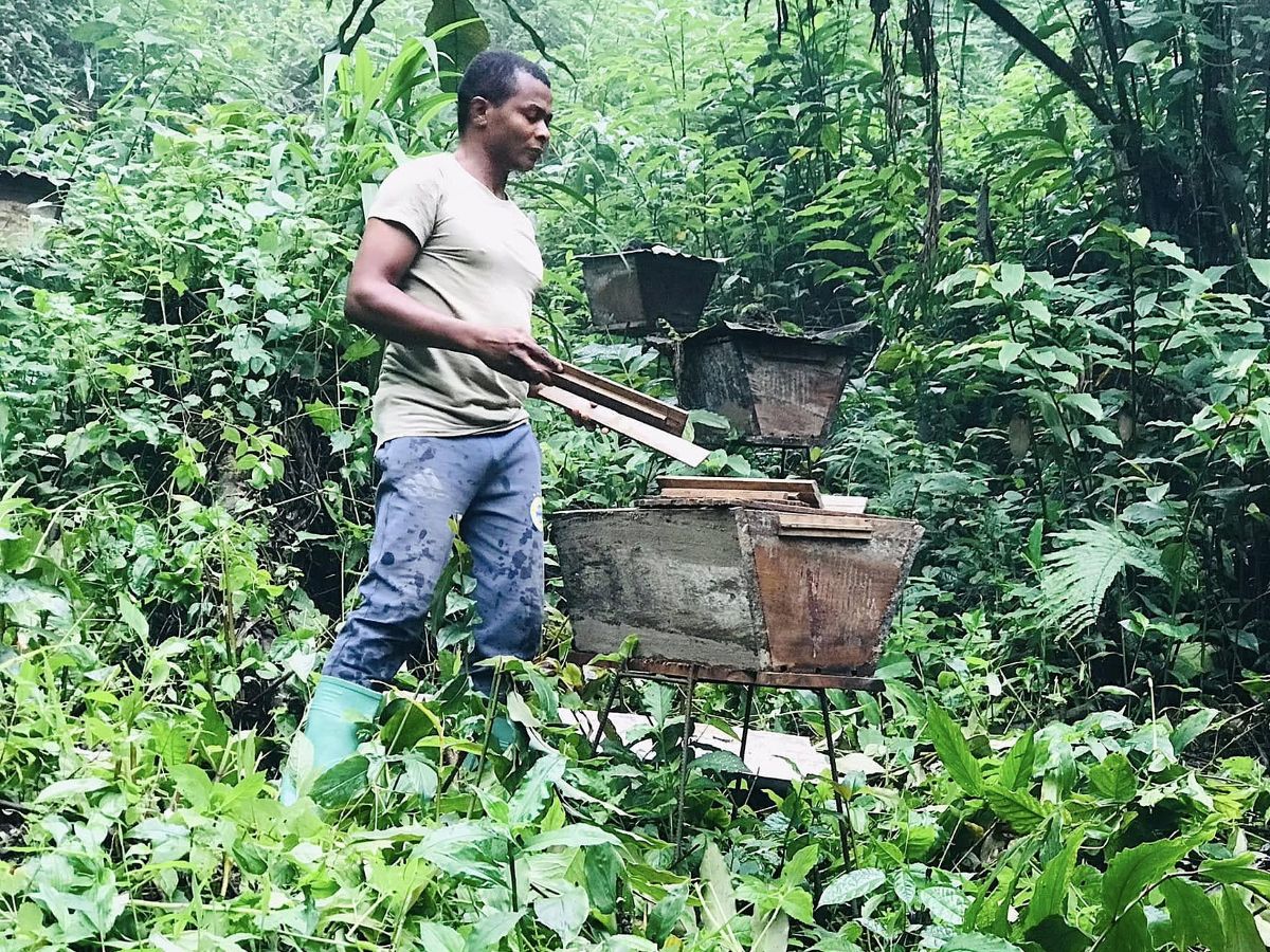 A man is standing on a hillside next to three wooden beehives.