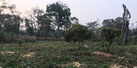 Small piles of maize lie in an agricultural field.