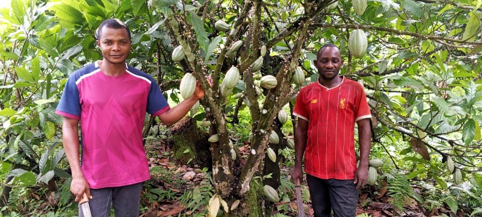 Image of two men standing next to a tree with green cocoa pods.