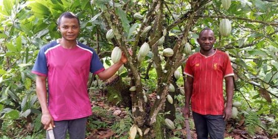 Image of two men standing next to a tree with green cocoa pods.