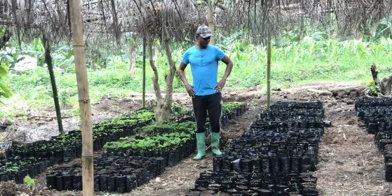 Image of man standing in a tree nursery next to many small seedlings.